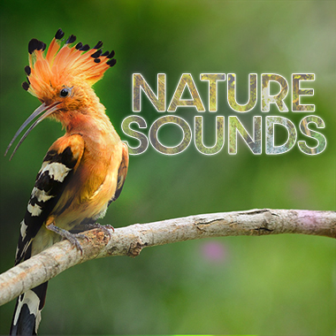 Обложка плейлиста Nature Sounds